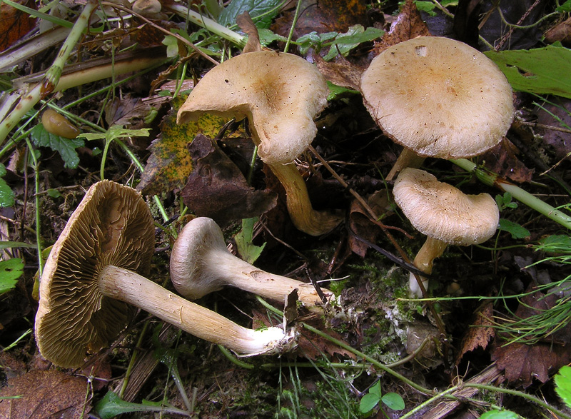 Inocybe leucoblema